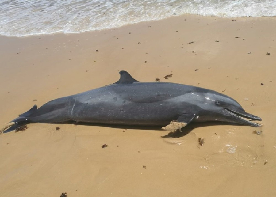 Golfinho é encontrado morto na faixa de areia em São João da Barra